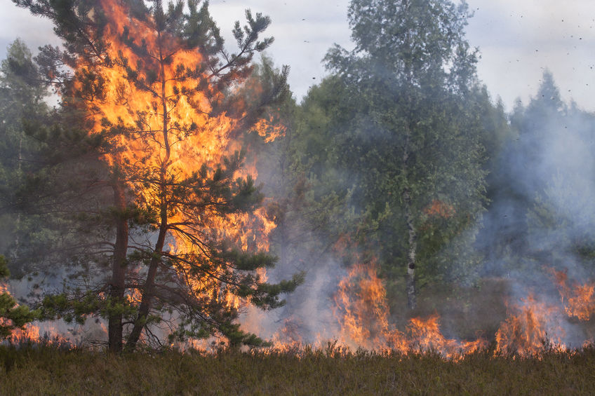 Wildfires caused by lightning and natural disasters